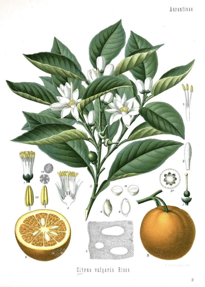 Botanical illustration of Citrus aurantium Dulcis (sweet orange) — also Citrus × sinensis