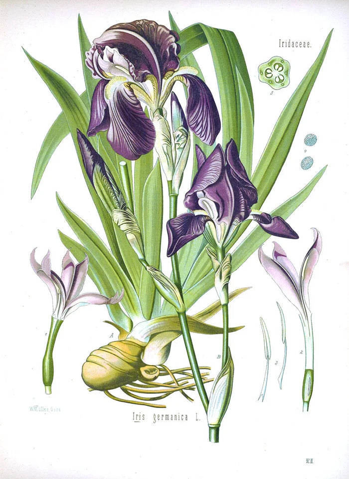 Botanical illustration of Iris pallida (premium), Iris germanica (commercial)