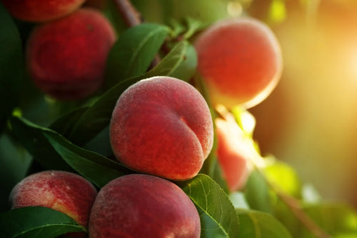 Peach variation