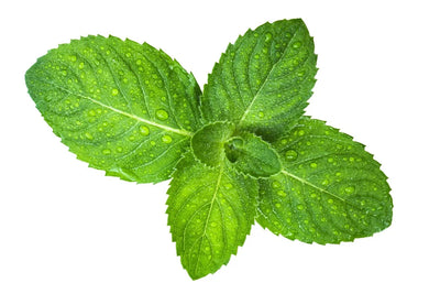 Peppermint