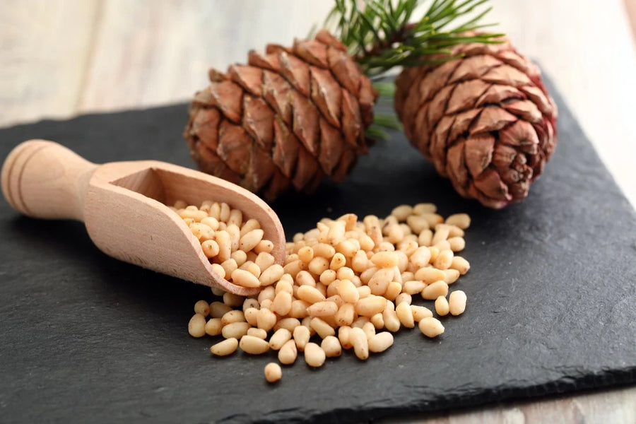 Pine Nut — Buttery-resinous, Soft-nutty, Pine-aromatic