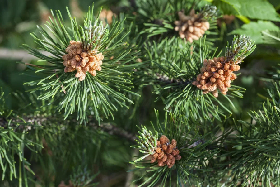 Pine — Resinous-fresh, Sappy-green, Cool-forest