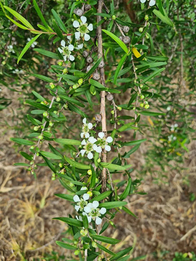 Pineapple Myrtle
