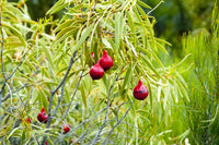 Quandong