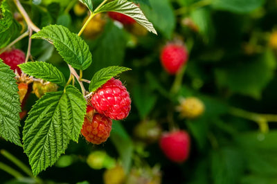 Raspberry Leaf