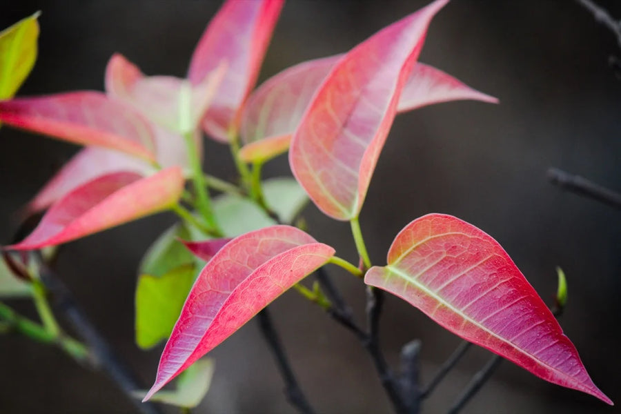Riberry — Tart-cranberry, Clove-spiced, Aromatic-fruit