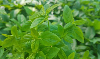 Rivermint