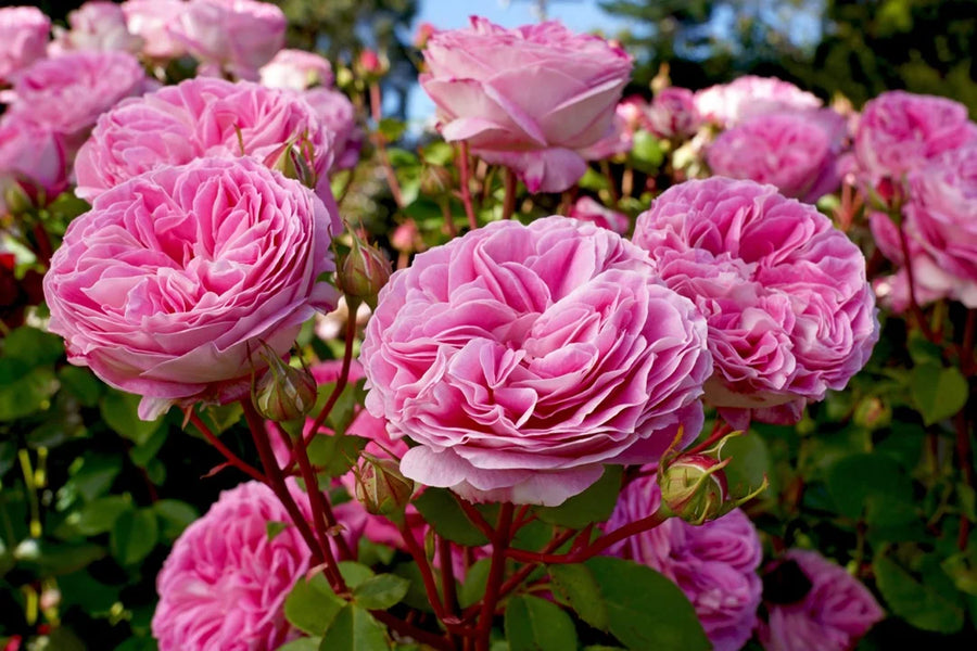 Rose — Floral-deep, Honey-sweet, Velvet-aromatic