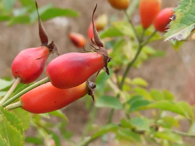 Rosehip