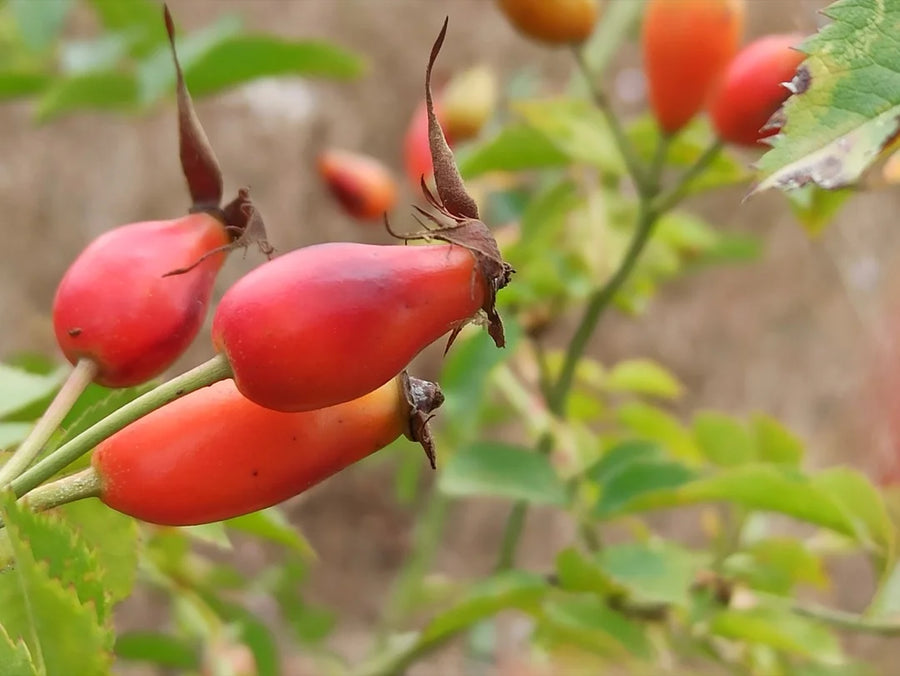 Rosehip — Tangy-fruity, Floral-woody, Wild-hedgerow