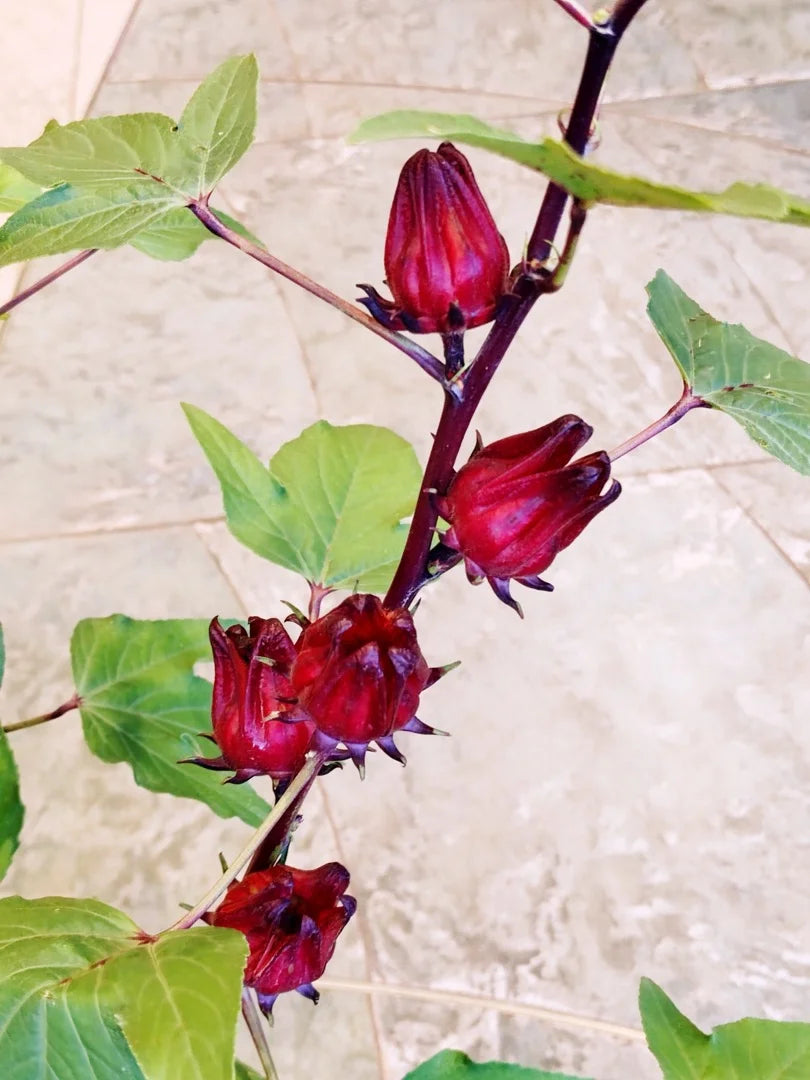 Rosella — Tart-cranberry, Hibiscus-floral, Deep-red