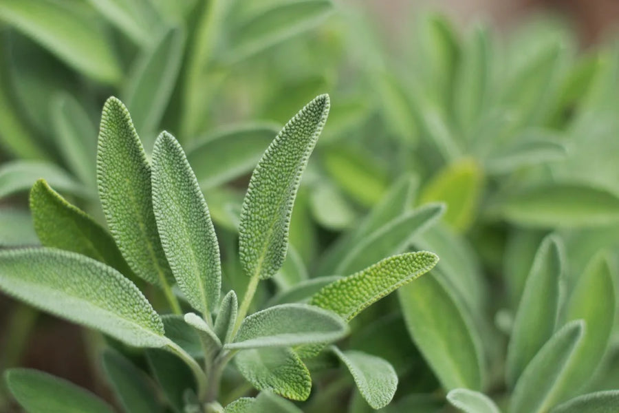 Sage — Earthy-resinous, Camphor-sharp, Slightly-bitter