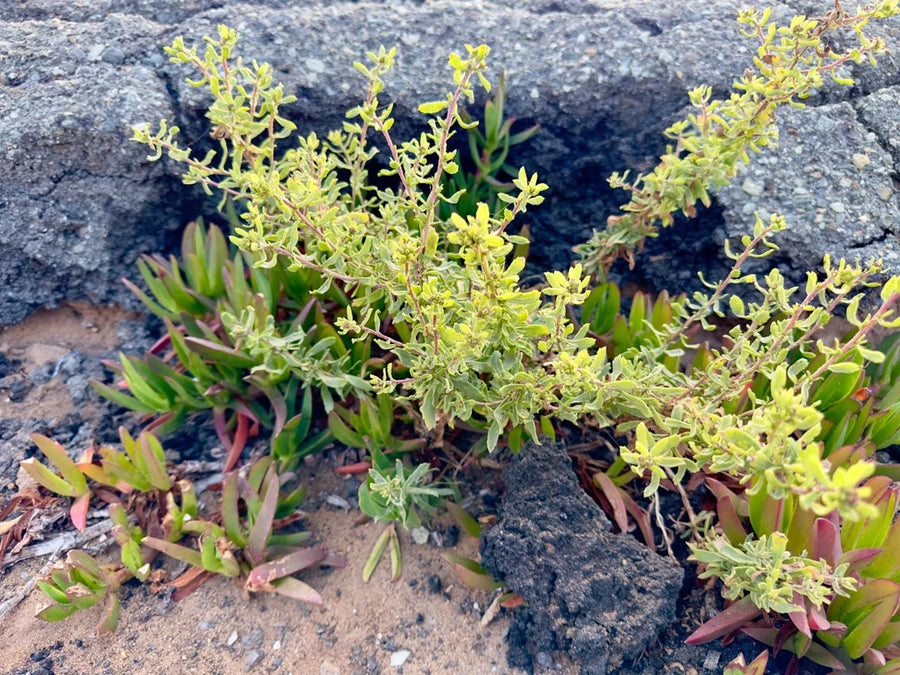 Saltbush — Salty-savoury, Mineral-bright, Slightly-herbaceous