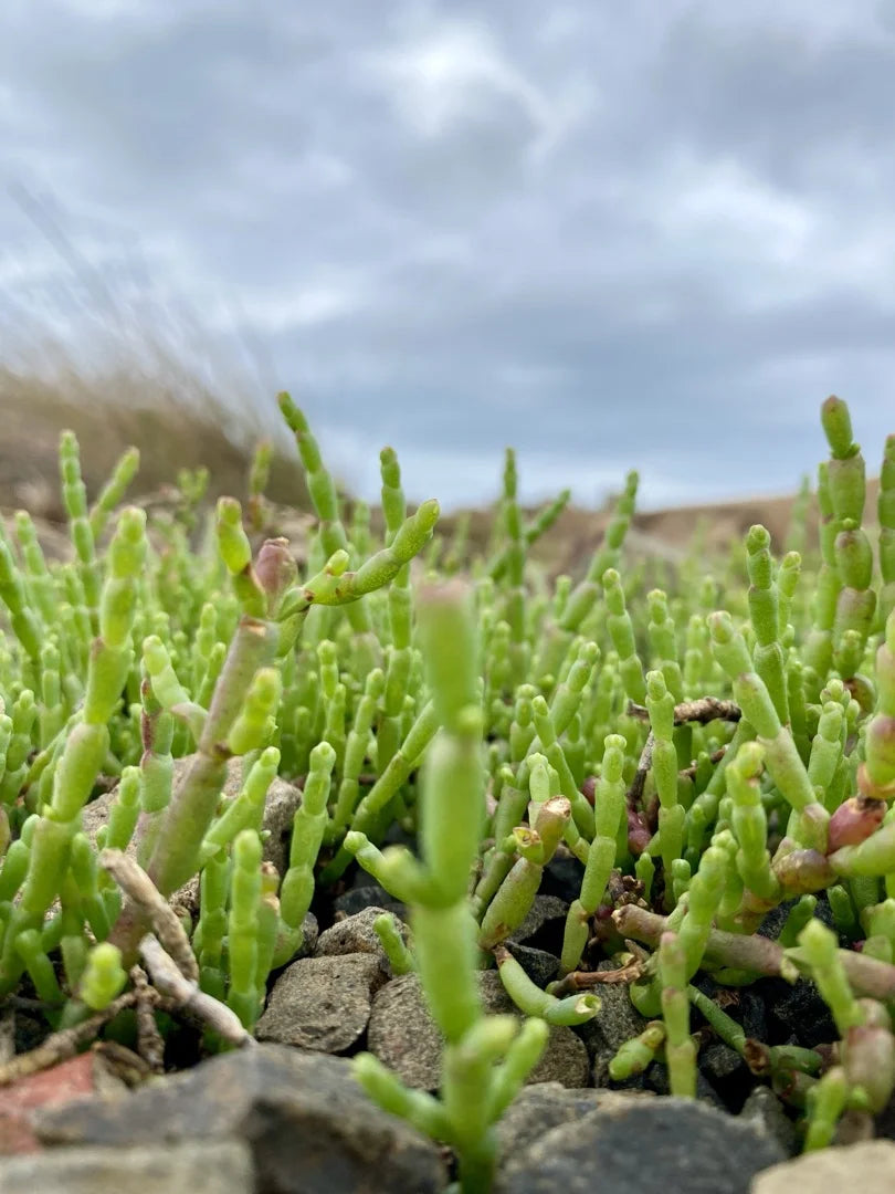 Samphire — Sea-fennel, Citrus-herbal, Aromatic-saline