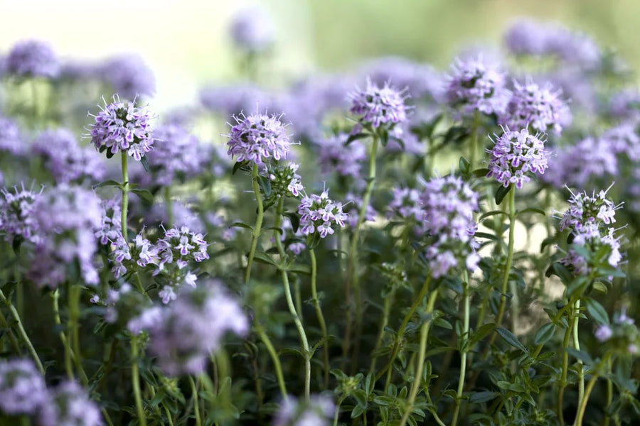 Winter Savory — Peppery-hot, Resinous-thyme, Earthy-rugged