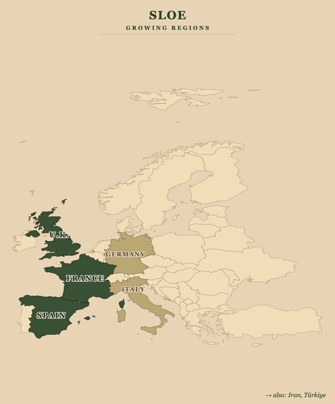 Sloe — growing regions