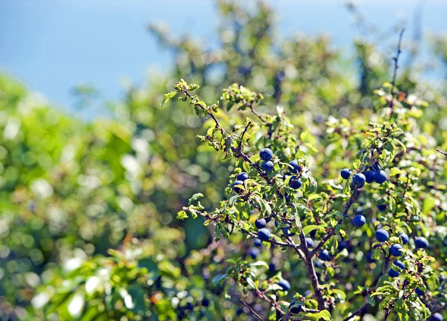 Sloe — Almond-marzipan, Tart, Plum-dark