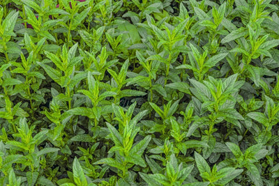 Spearmint Leaves