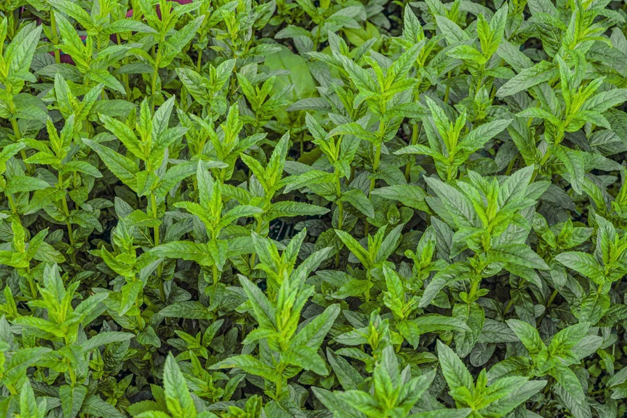 Spearmint Leaves — Sweet-mint, Cool-fresh, Soft-herbal