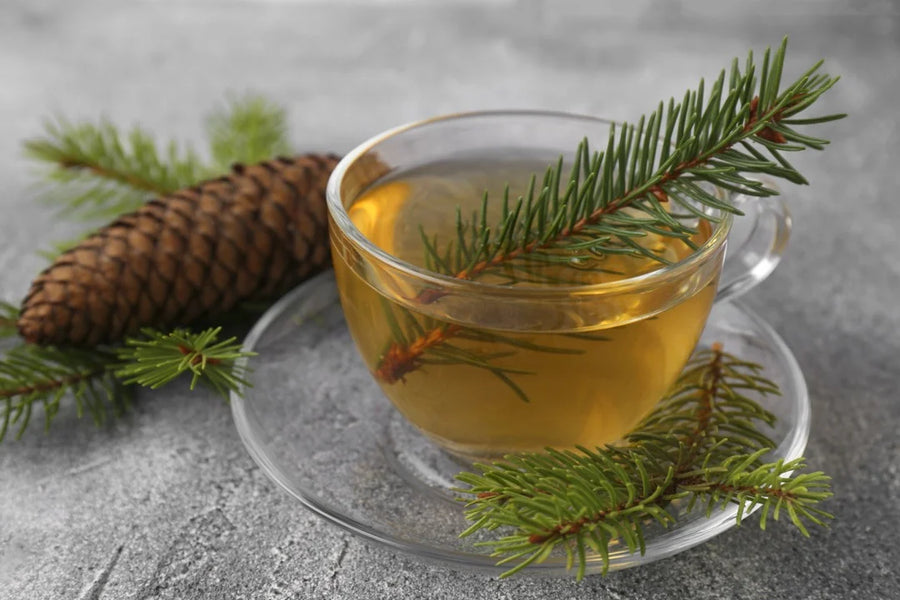 Spruce — Resinous-fresh, Pine-citrus, Forest-bright