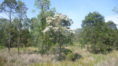 Tea Tree