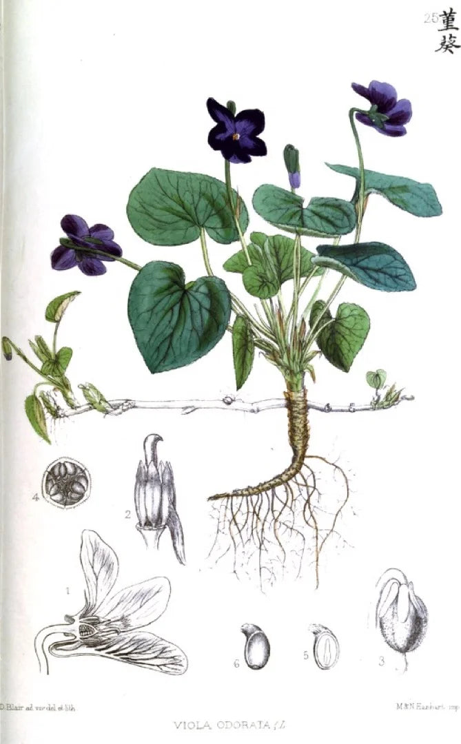 Botanical illustration of Viola odorata