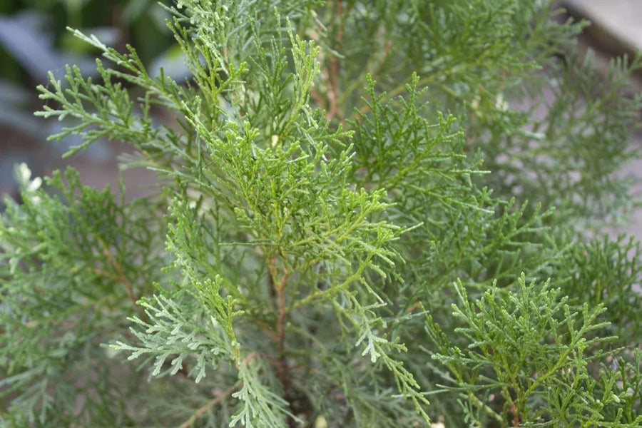 White Cypress — Resinous-dry, Woody-sweet, Bush-aromatic