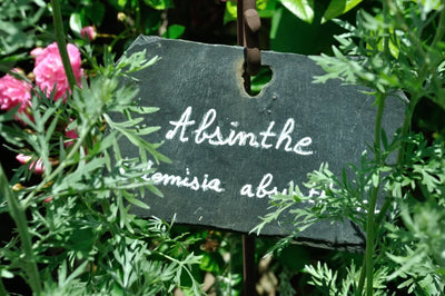 Wormwood