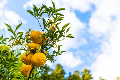 Yuzu
